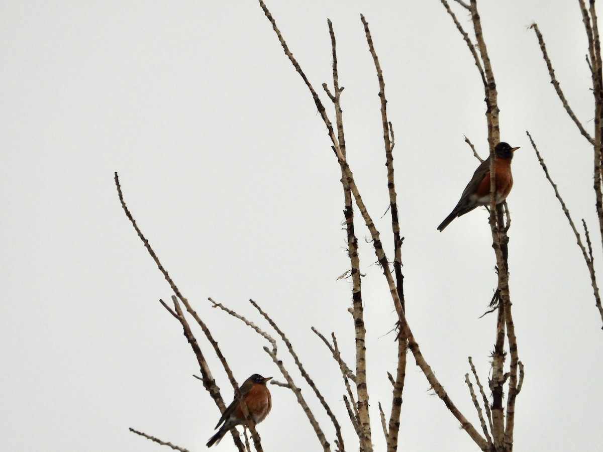 American Robin - ML645216192