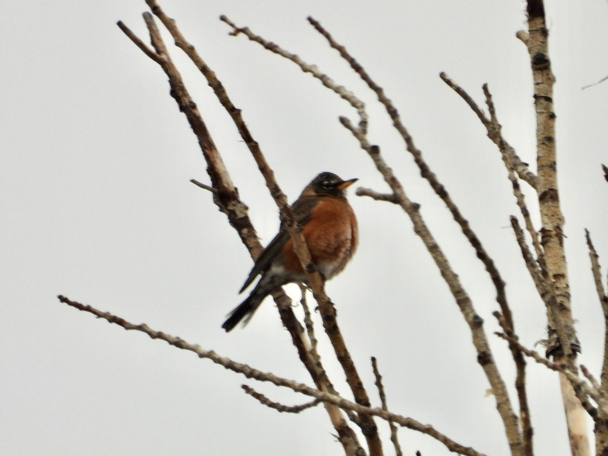 American Robin - ML645216193