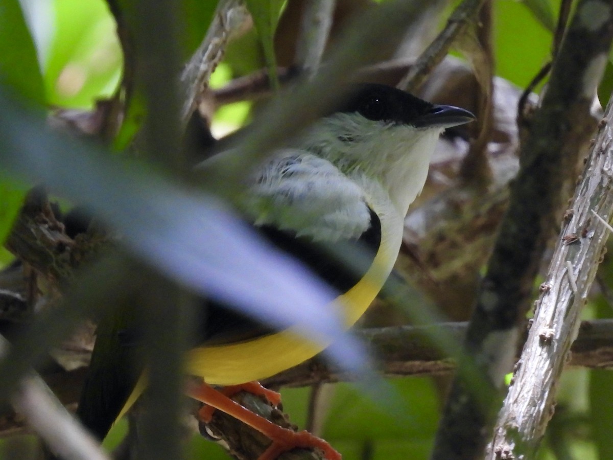 White-collared Manakin - ML645216196