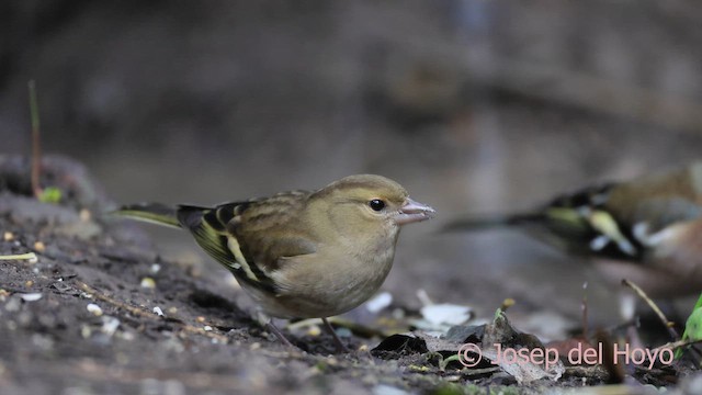 Зяблик звичайний - ML645216198