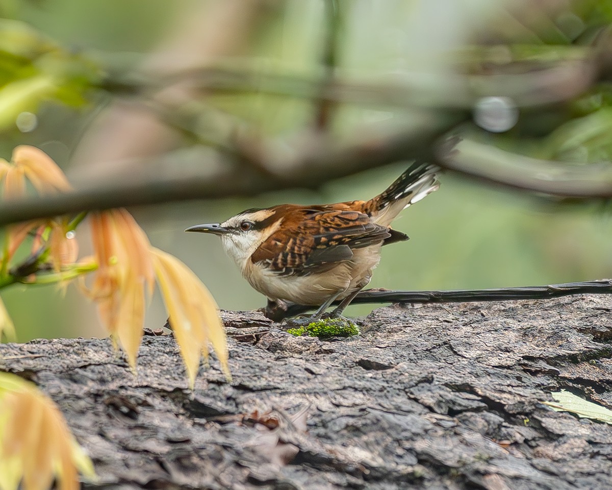 Rufous-backed Wren - ML645216202