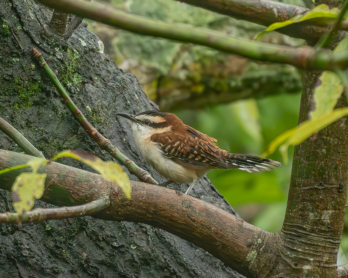 Rufous-backed Wren - ML645216203