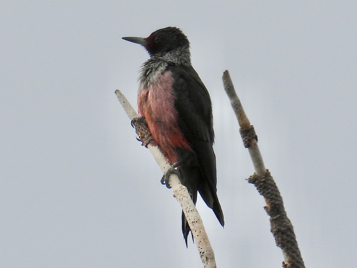 Blutgesichtspecht - ML645216206