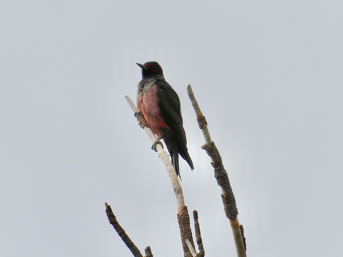 Blutgesichtspecht - ML645216207