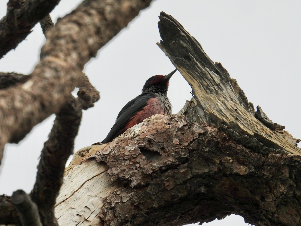 Blutgesichtspecht - ML645216208