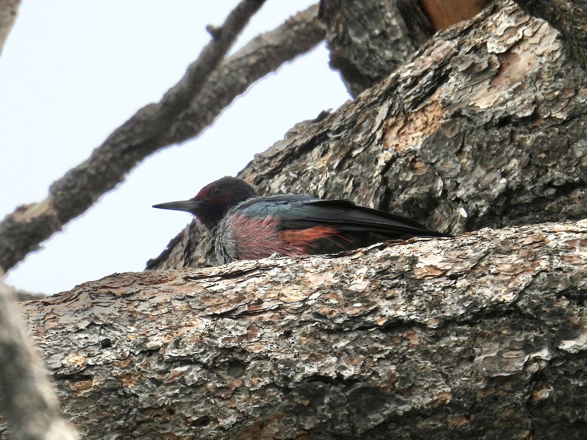 Blutgesichtspecht - ML645216209