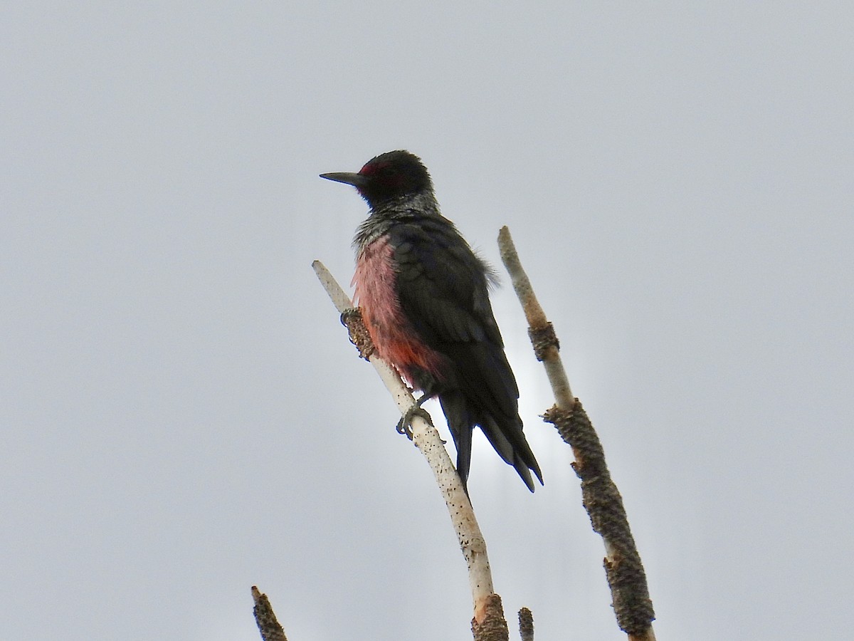 Blutgesichtspecht - ML645216210