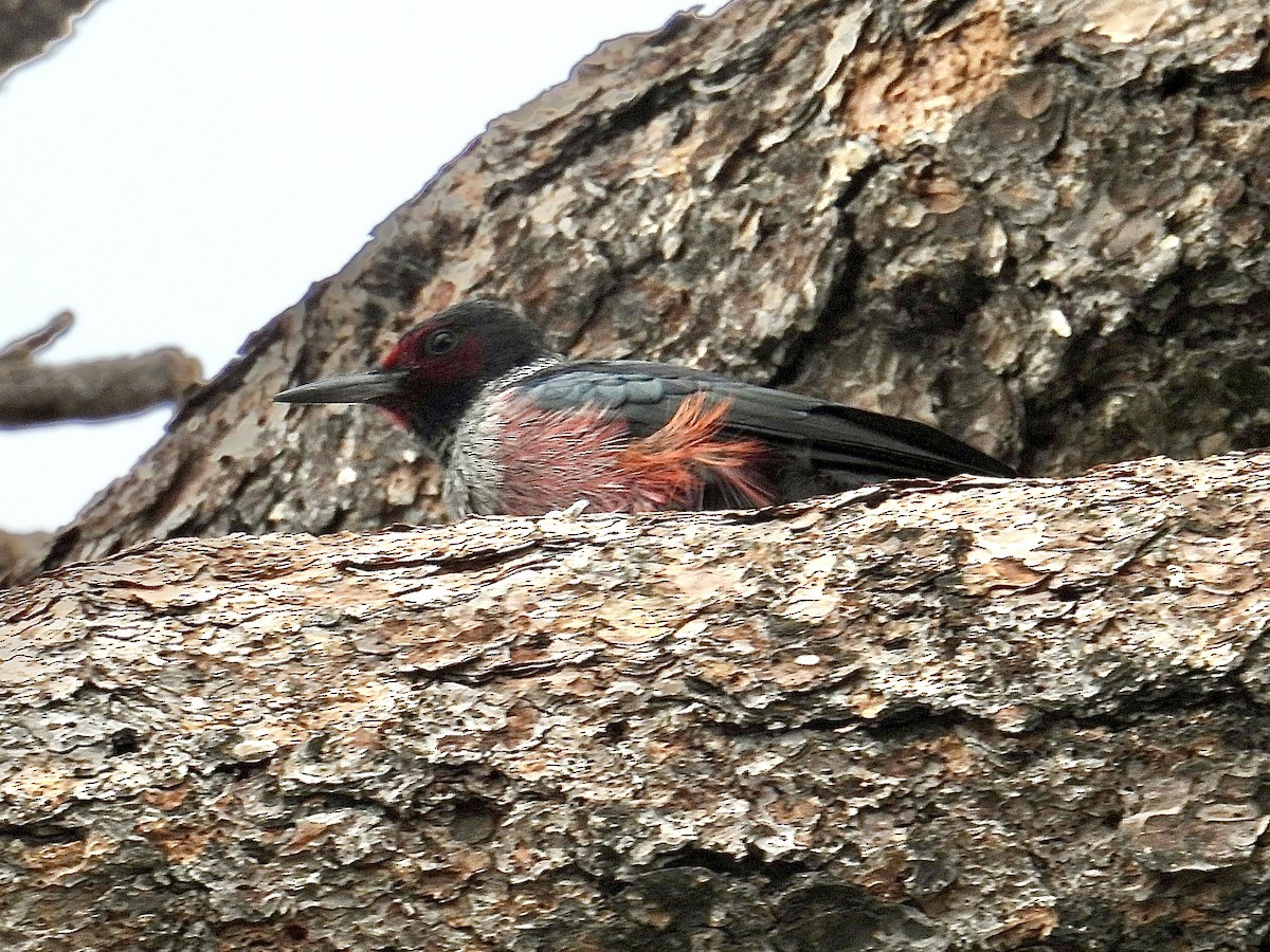 Blutgesichtspecht - ML645216211