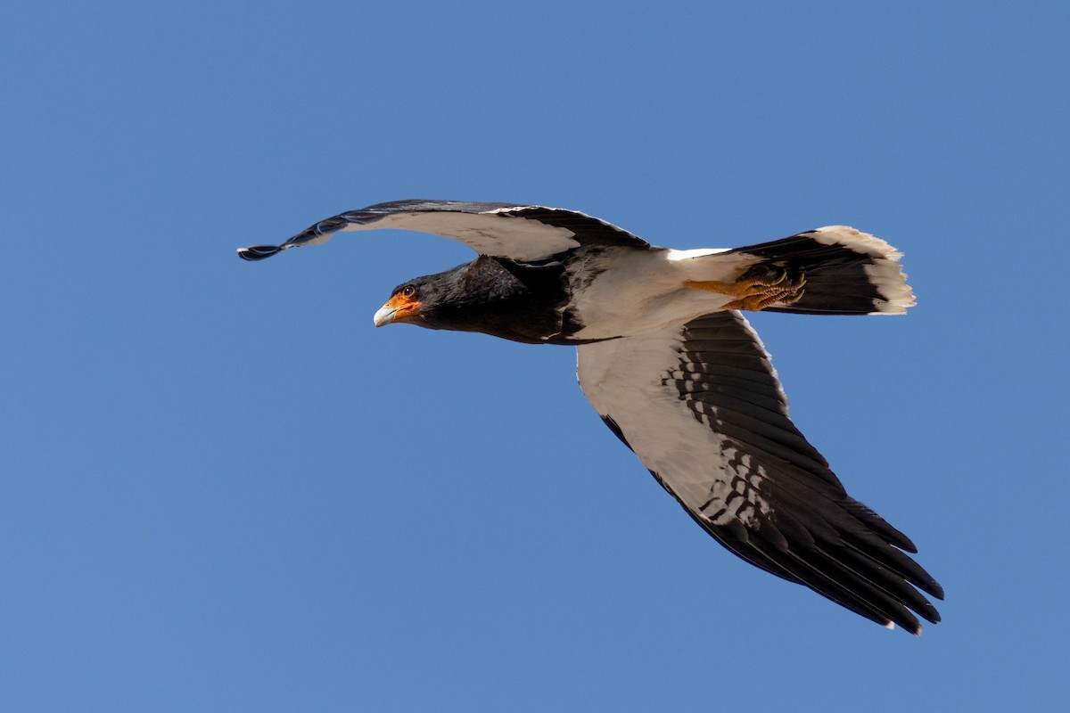 Каракара андська - ML645216212