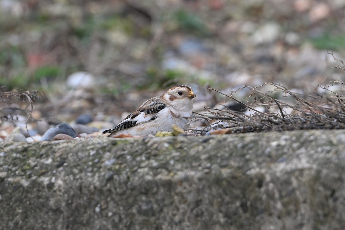 Snow Bunting - ML645216213