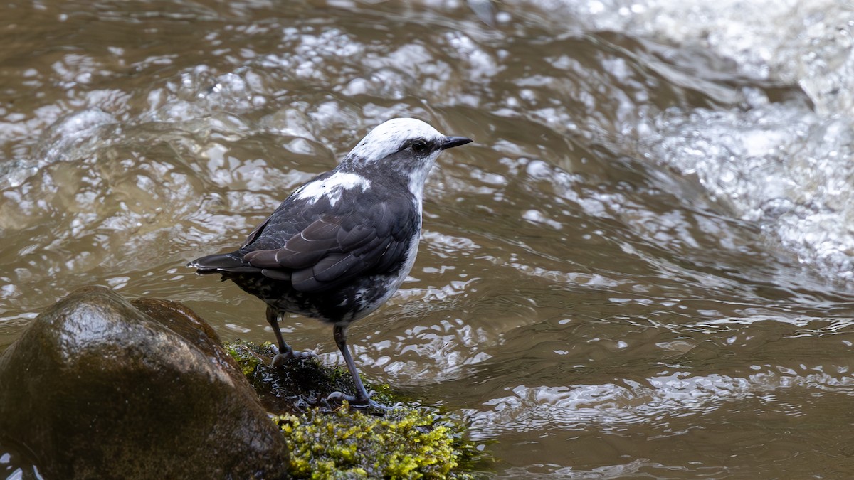 White-capped Dipper - ML645216217