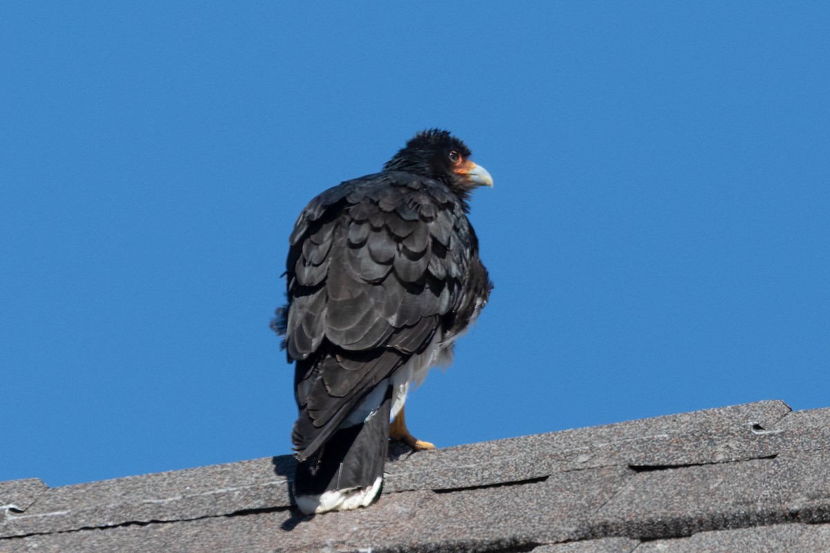 Каракара андська - ML645216218