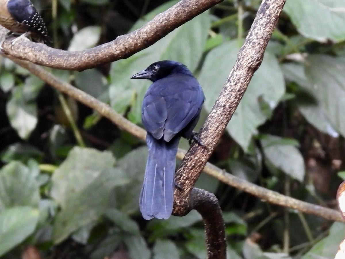 Melodious Blackbird - ML645216239