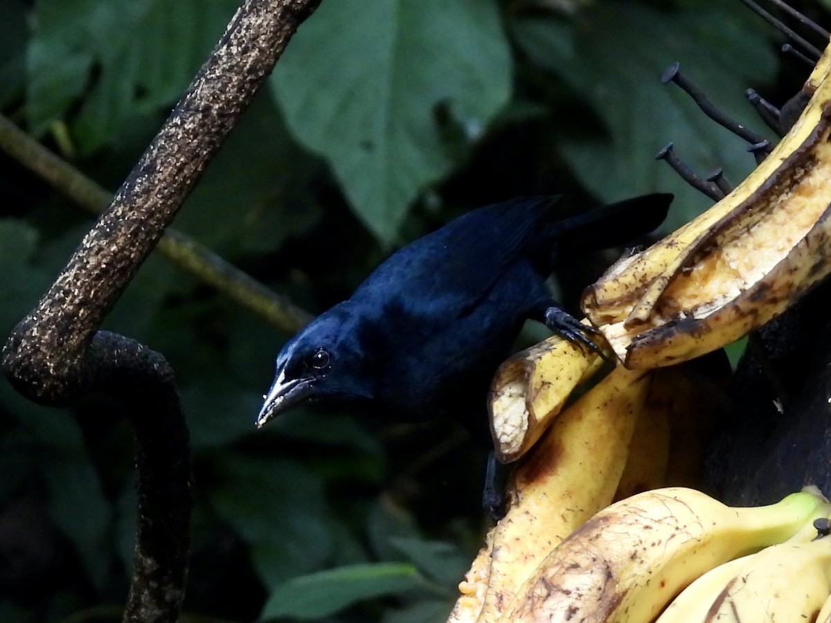 Melodious Blackbird - ML645216240