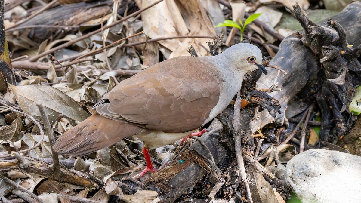 Pallid Dove - ML645216254