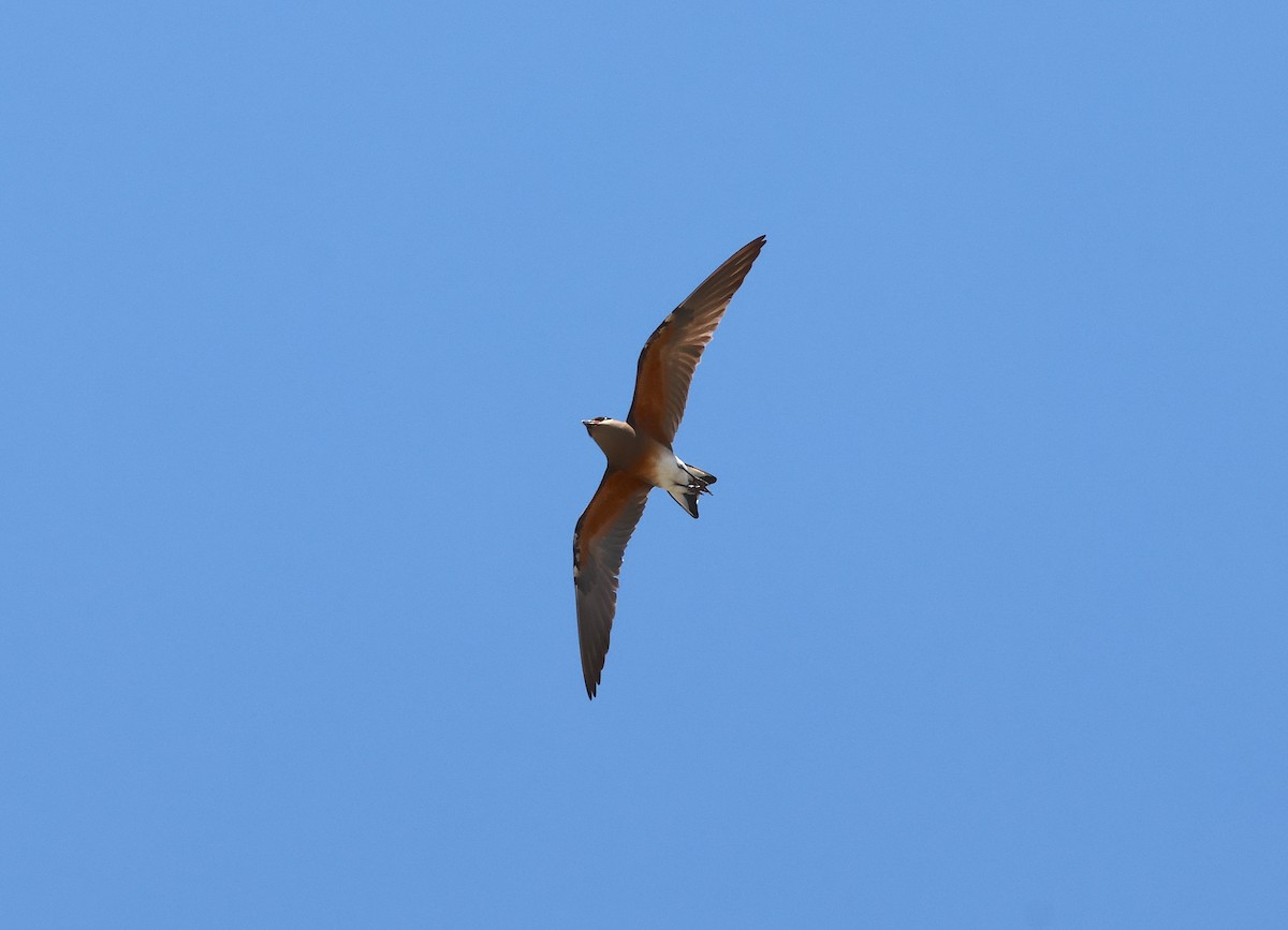 Madagascar Pratincole - ML645216255