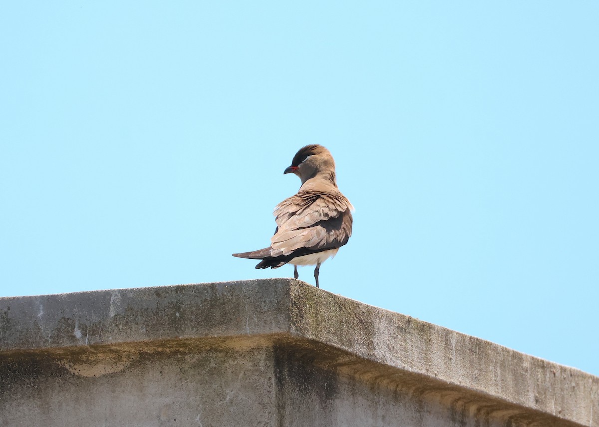 Madagascar Pratincole - ML645216262