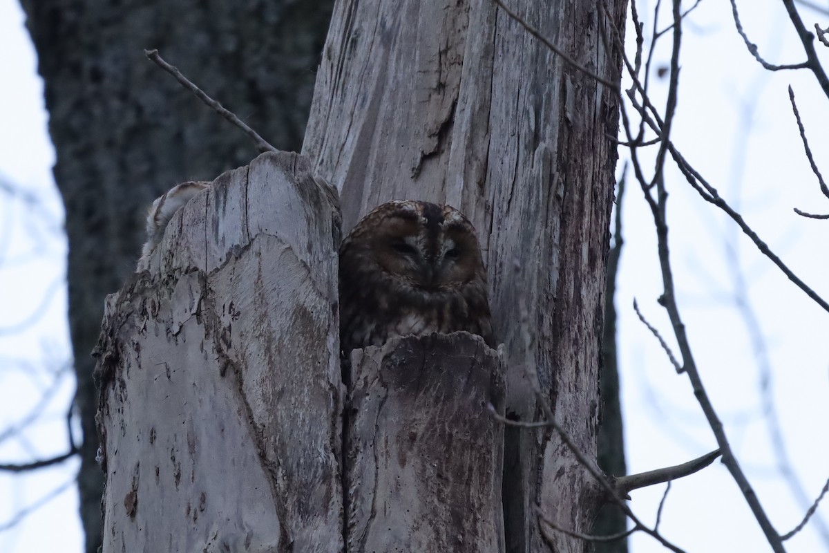 Chouette hulotte - ML645216264