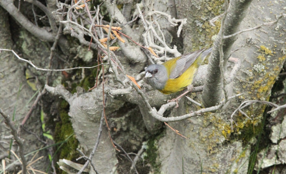 Patagonian Sierra Finch - ML645216268