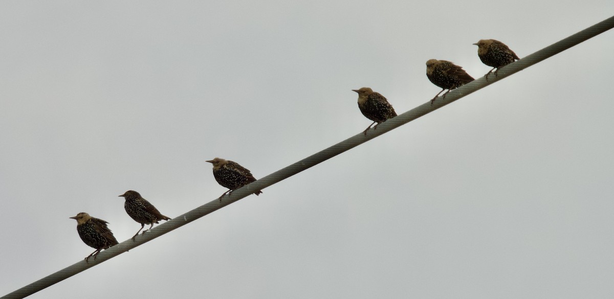 European Starling - ML645216271