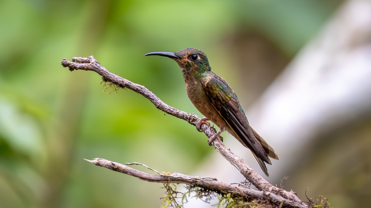 チャムネテリハチドリ - ML645216274