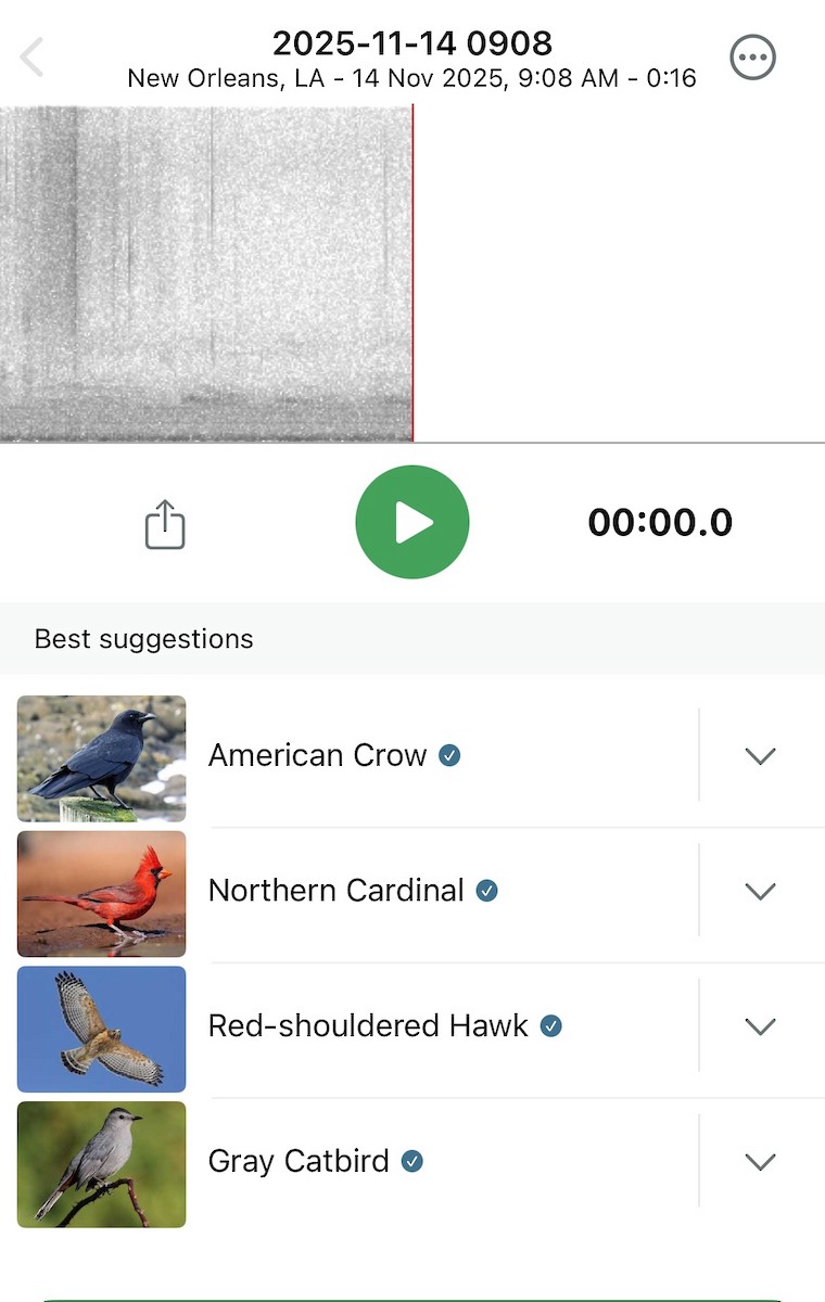Corneille d'Amérique - ML645216277