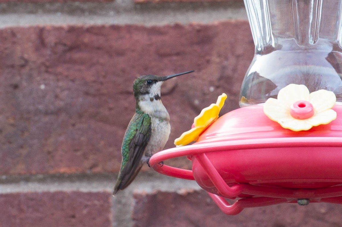 Ruby-throated Hummingbird - ML645216279