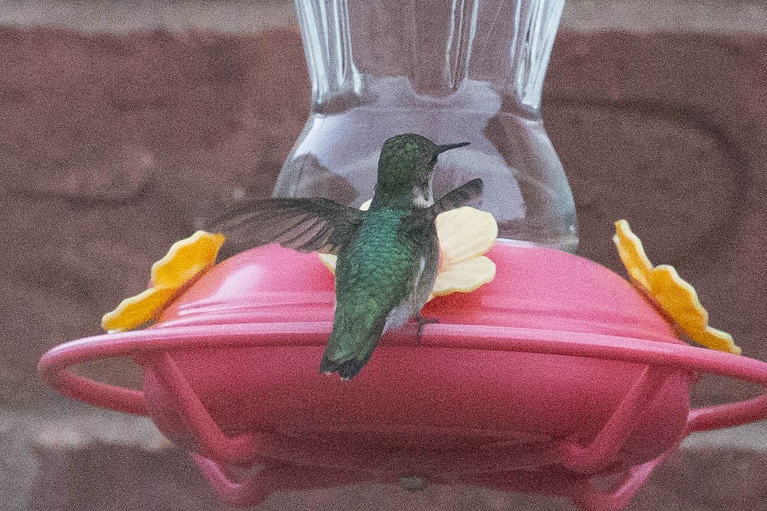 Ruby-throated Hummingbird - ML645216280