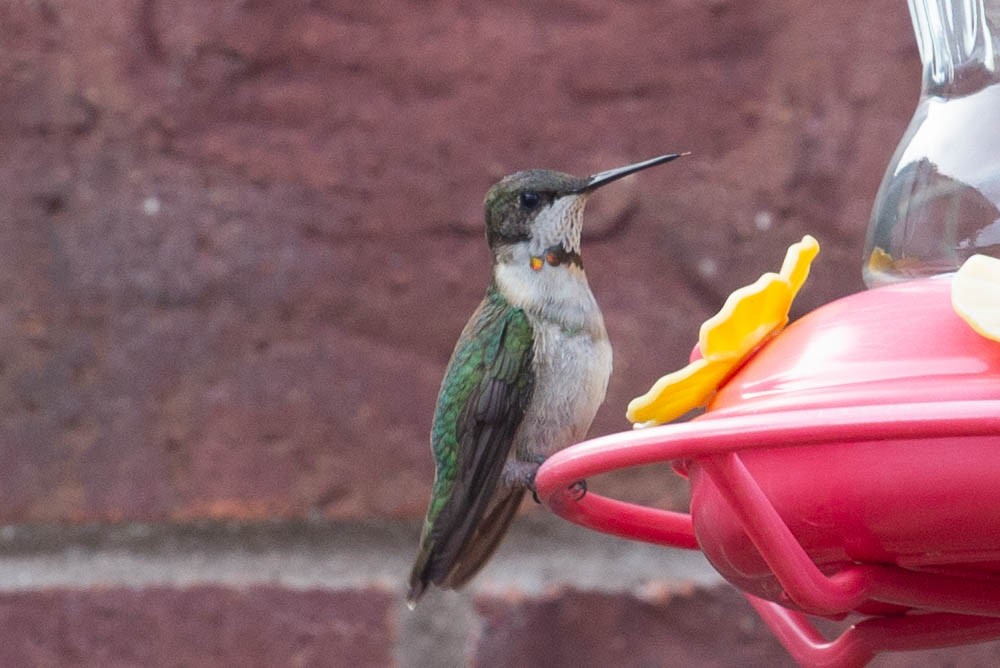 Ruby-throated Hummingbird - ML645216281