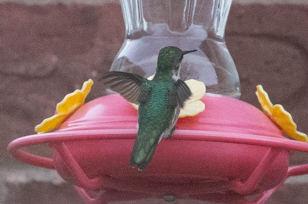 Ruby-throated Hummingbird - ML645216282