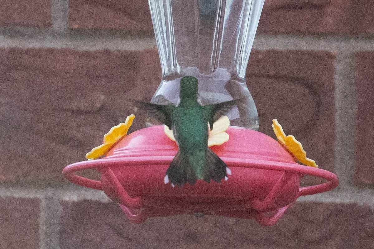 Ruby-throated Hummingbird - ML645216283