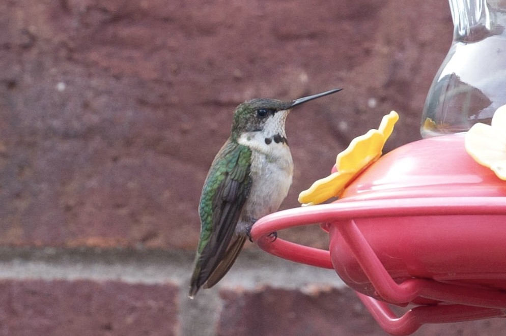 Ruby-throated Hummingbird - ML645216284