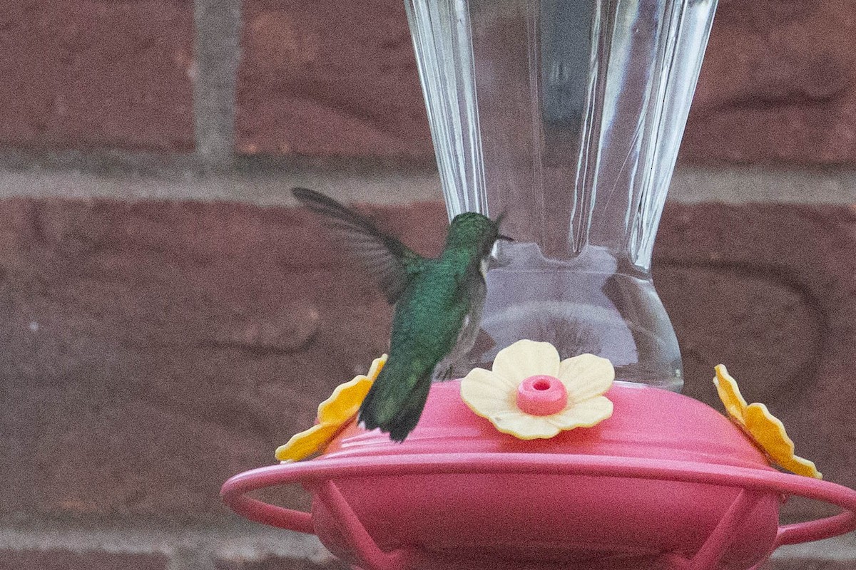 Ruby-throated Hummingbird - ML645216285