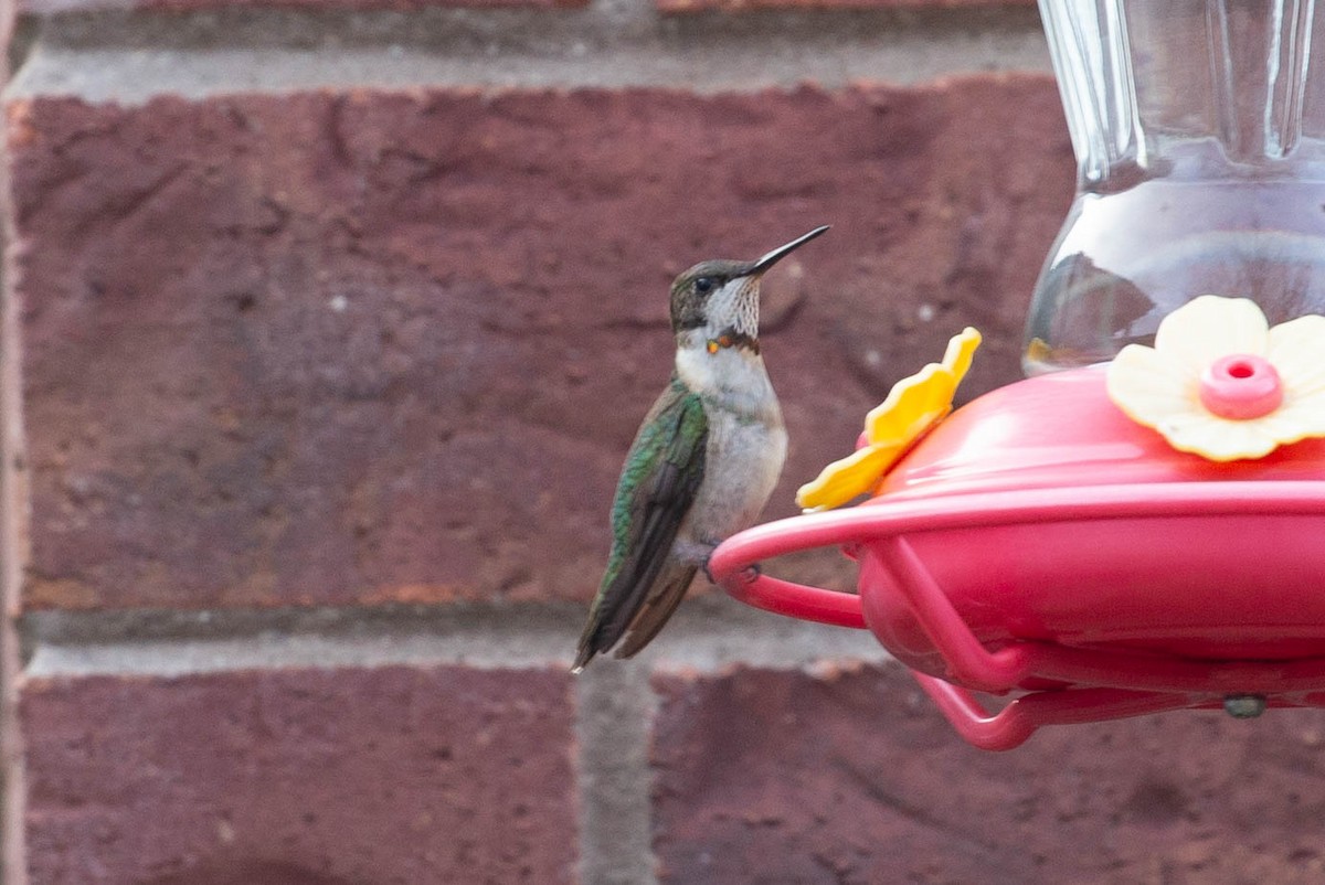 Ruby-throated Hummingbird - ML645216286