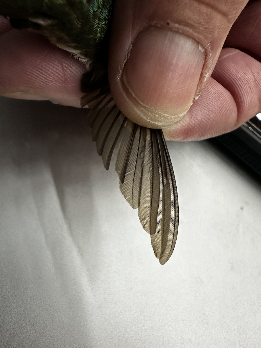 Ruby-throated Hummingbird - ML645216287