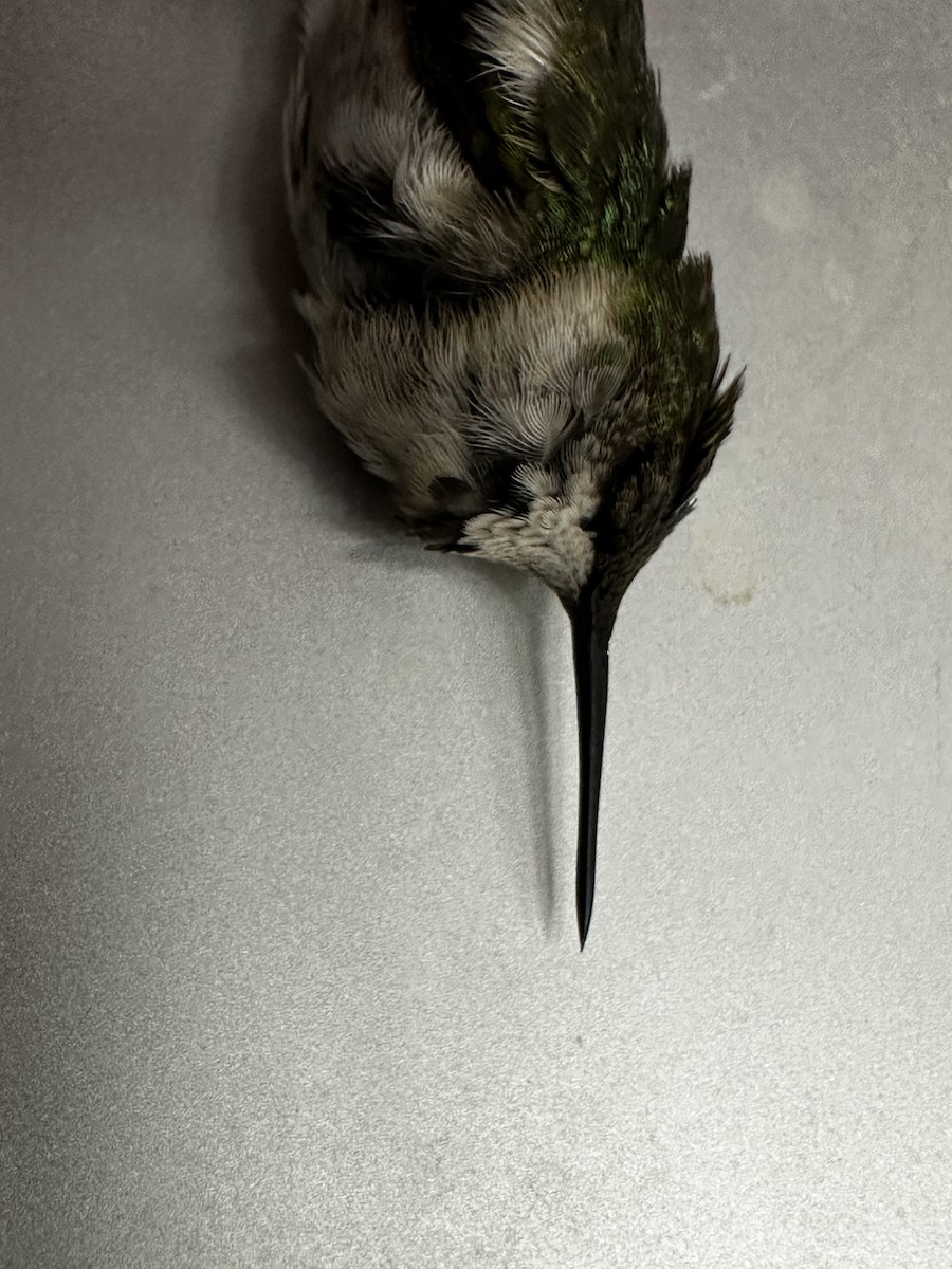 Ruby-throated Hummingbird - ML645216288