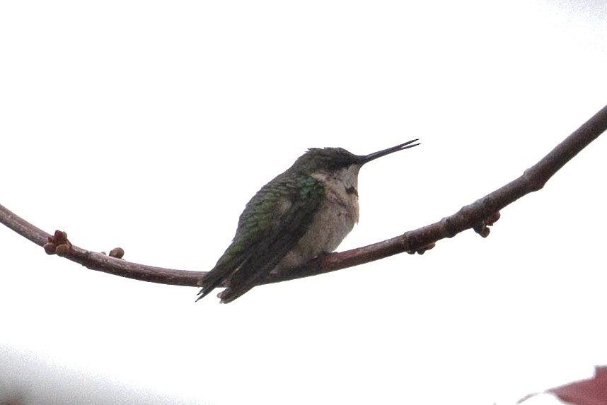 Ruby-throated Hummingbird - ML645216289