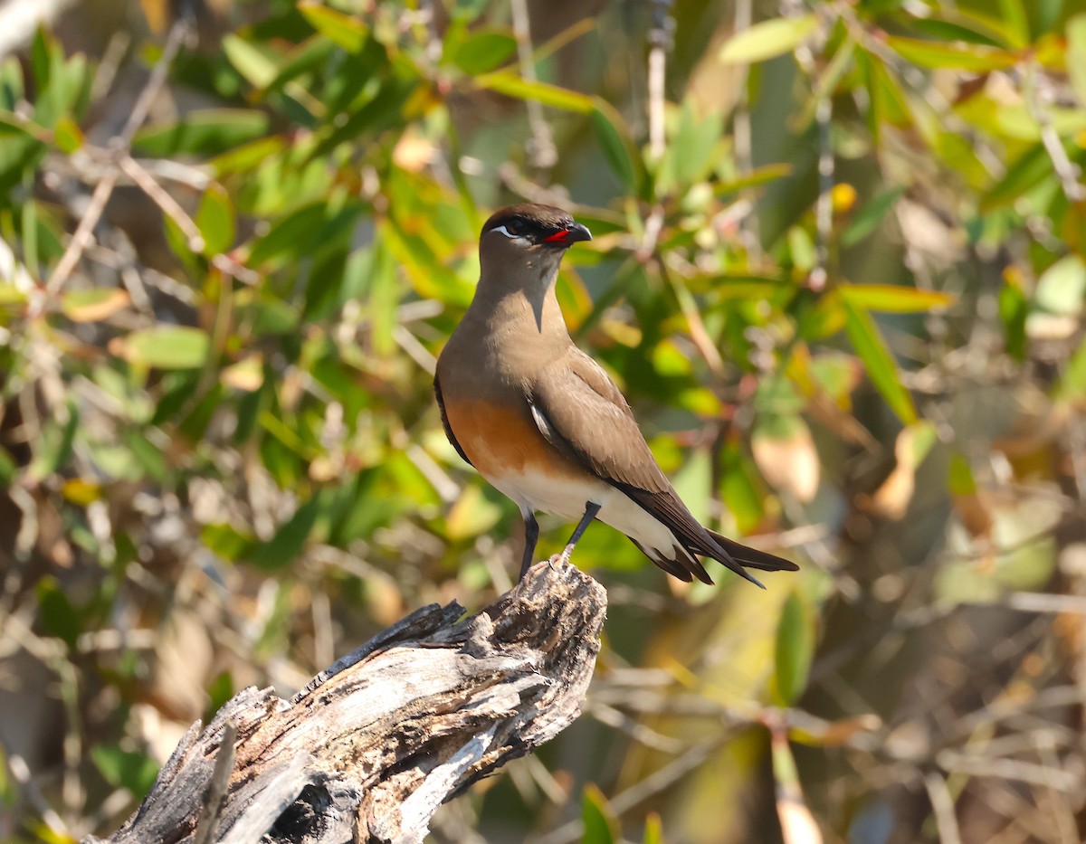 Madagascar Pratincole - ML645216294