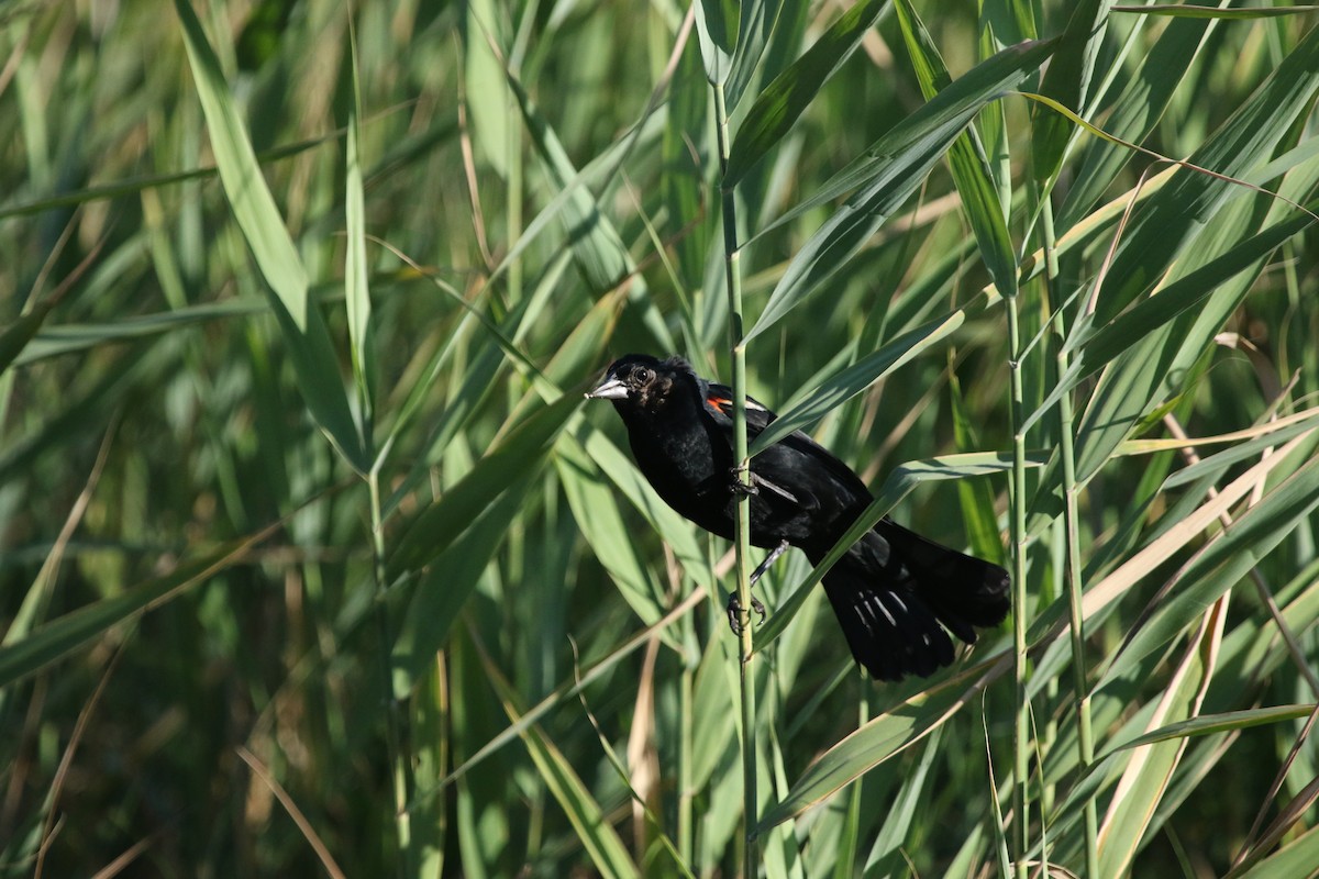 Red-winged Blackbird - Alex Cardona