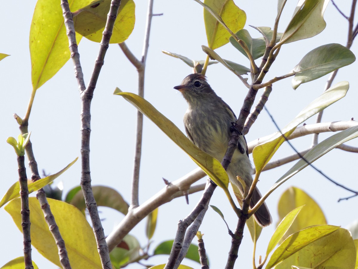 Rufous-crowned Elaenia - ML645216317