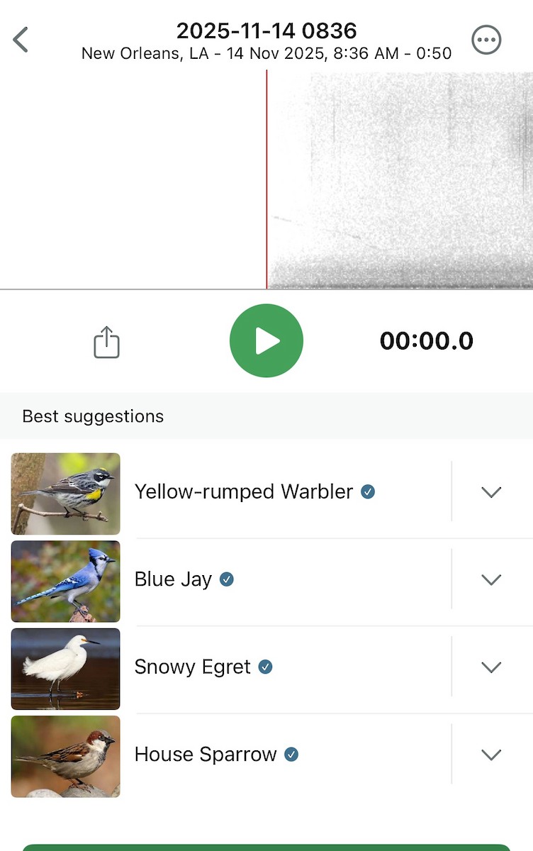 House Sparrow - ML645216318
