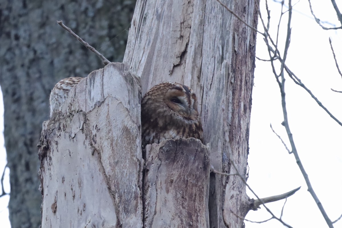 Chouette hulotte - ML645216321