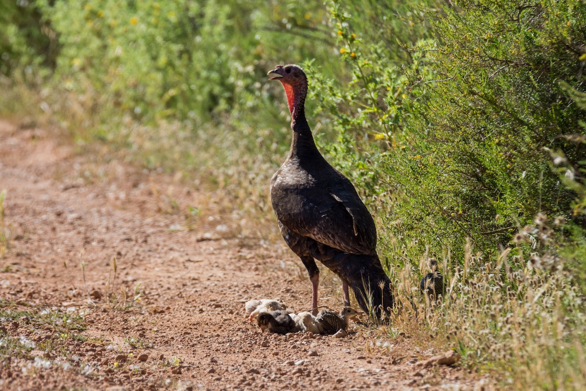 Wild Turkey (Domestic type) - ML645216327