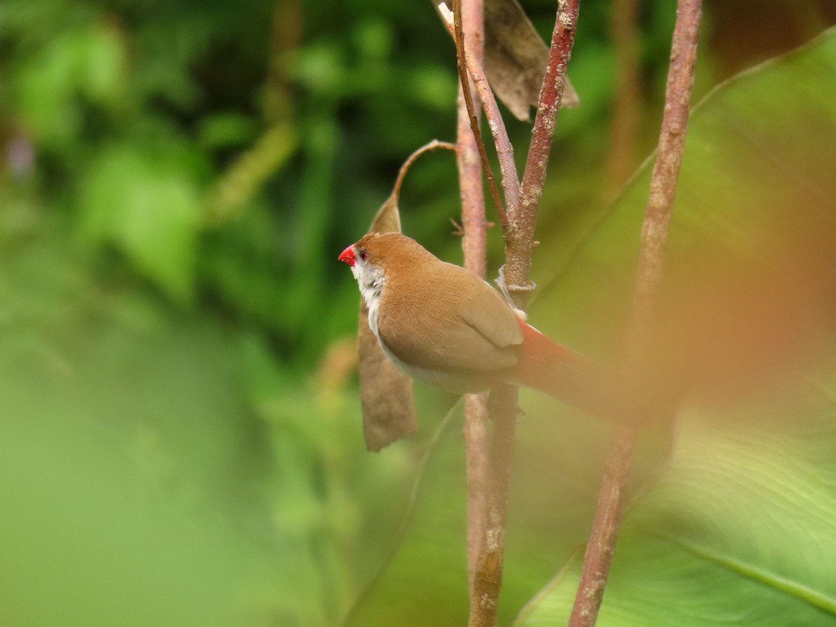 Fawn-breasted Waxbill - ML645216329
