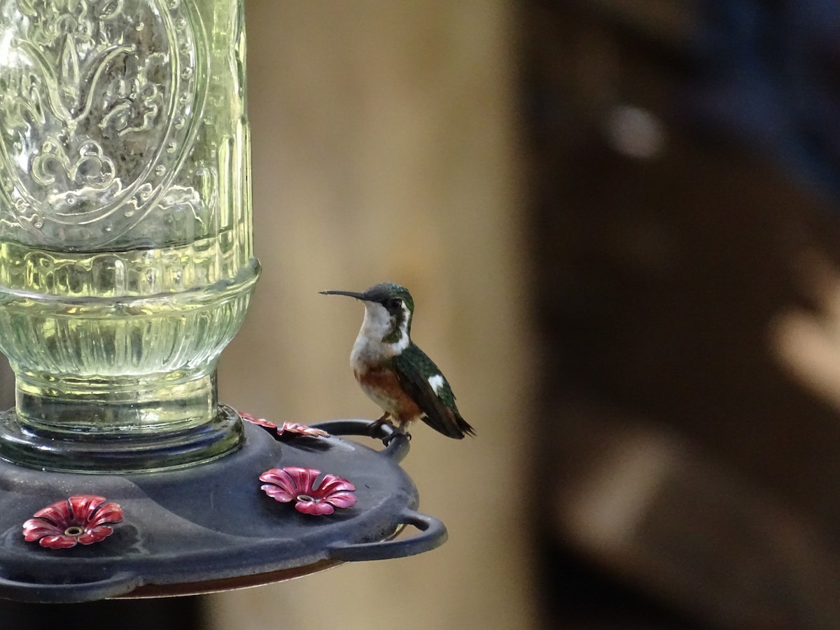 White-bellied Woodstar - ML645216340