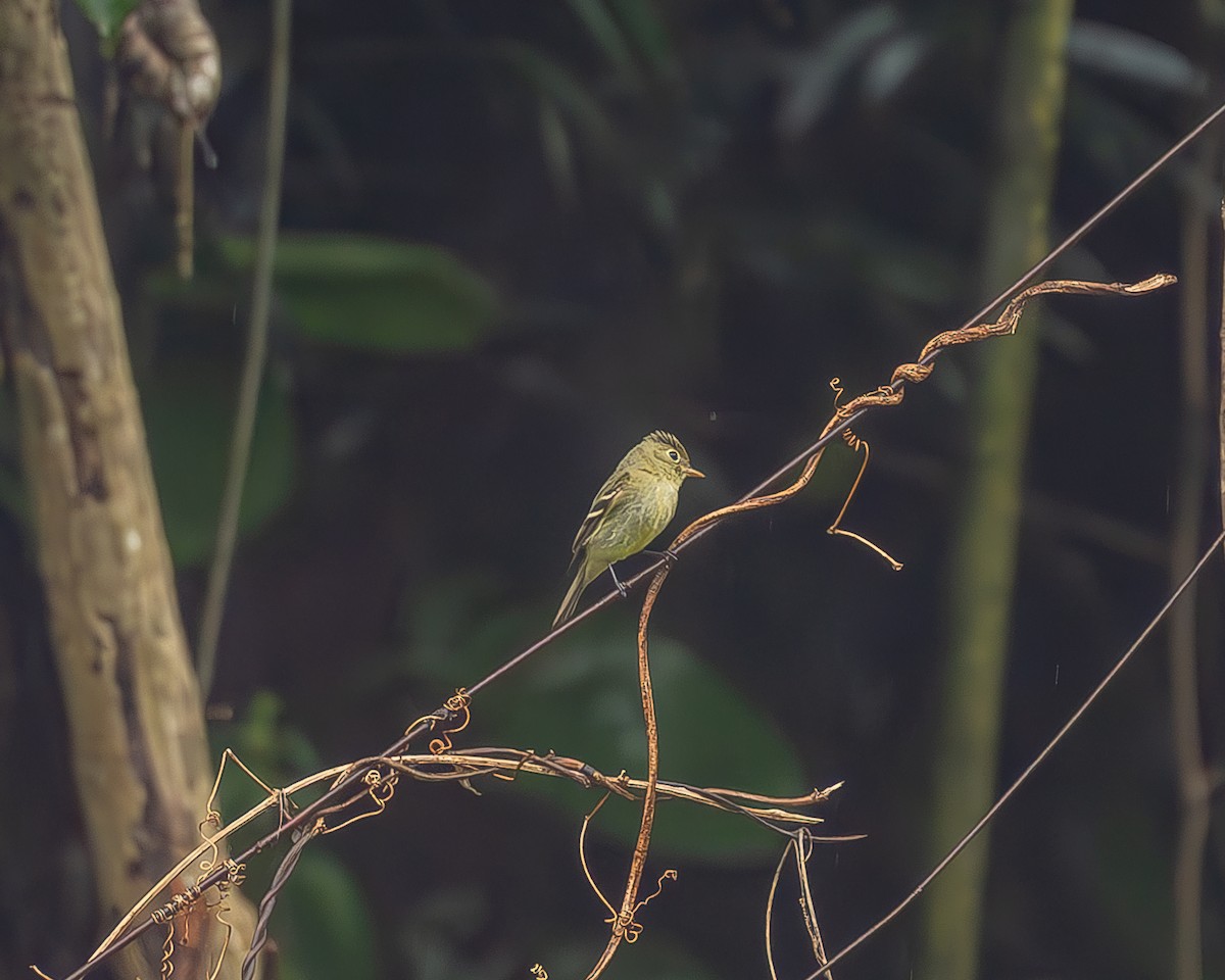 Yellow-bellied Flycatcher - ML645216369