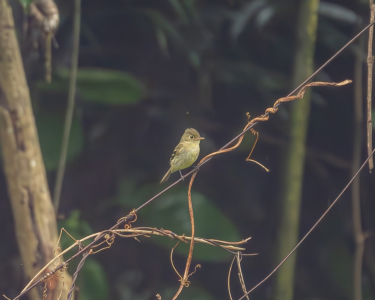 Yellow-bellied Flycatcher - ML645216370