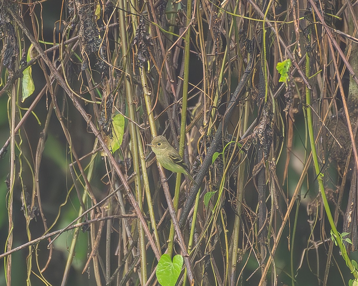 Yellow-bellied Flycatcher - ML645216371