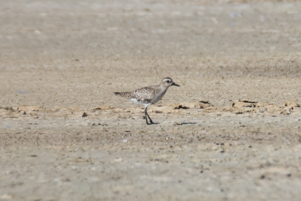 ダイゼン - ML645216372