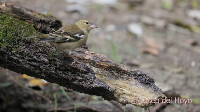 Зяблик звичайний - ML645216376